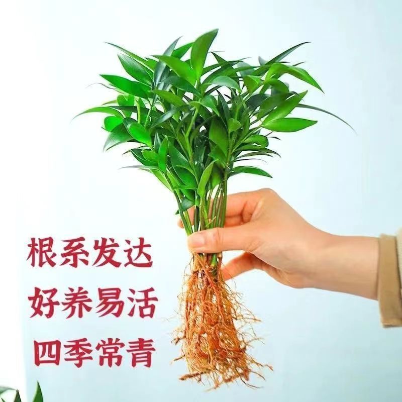 水培新宠驱蚊竹富贵竹水养水培植物室内客厅绿植花卉盆栽四季常青 - 图0