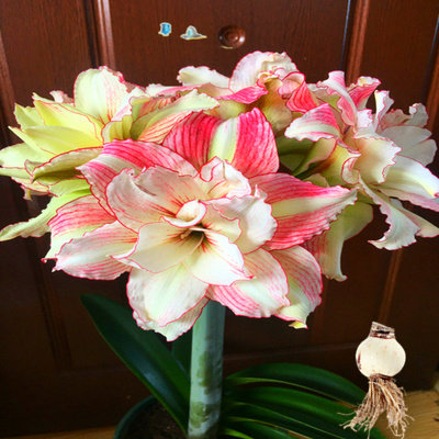 荷兰进口重瓣朱顶红种球超大室内外球根花卉盆栽开花植物花.,淘宝优惠券,粉丝福利购,淘宝优惠卷