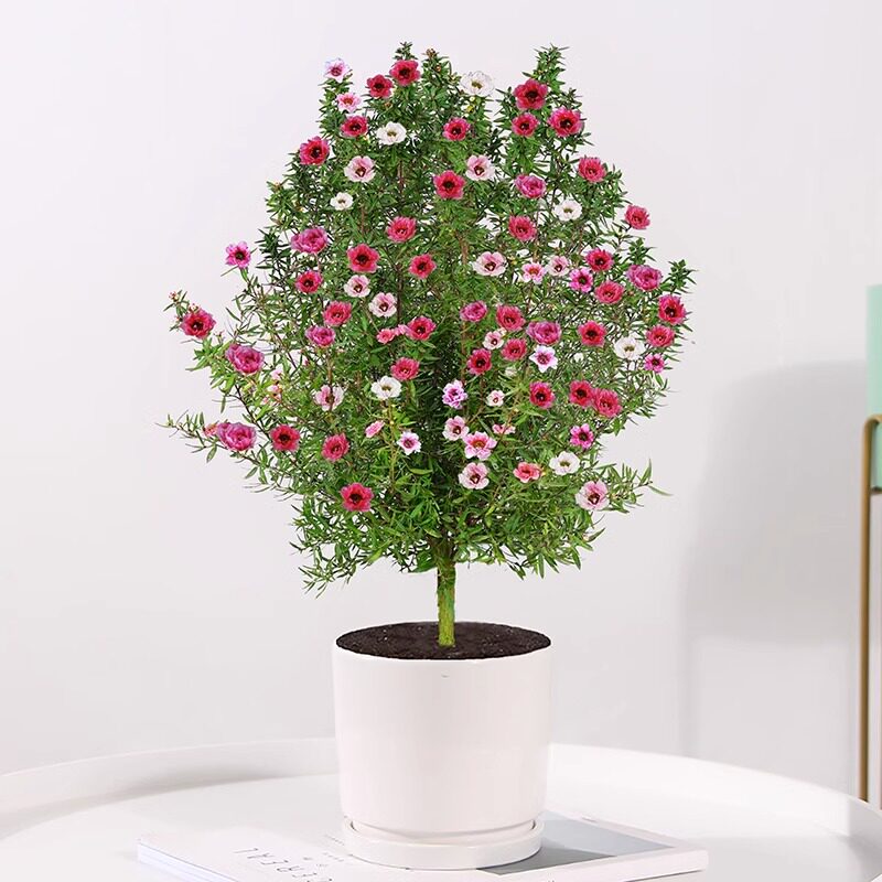 松红梅带花苞三色梅澳洲雪花梅室内花卉盆栽一树多色阳台四季观花,淘宝优惠券,粉丝福利购,淘宝优惠卷