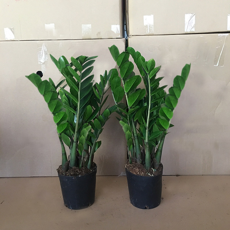 大盆金钱树盆栽室内植物客厅钱串子净化空气办公室桌面绿植发财树,淘宝优惠券,粉丝福利购,淘宝优惠卷