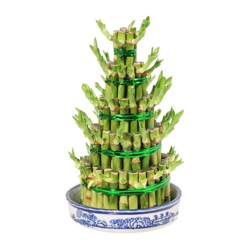 节节高富贵竹塔水培水养绿植盆栽招财转运竹子办公桌开业送礼盆景,淘宝优惠券,粉丝福利购,淘宝优惠卷