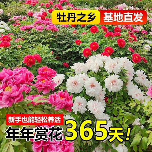 牡丹花树苗盆栽带花苞正宗洛阳名贵鲜花老桩花卉绿植四季好养菏泽 - 图1