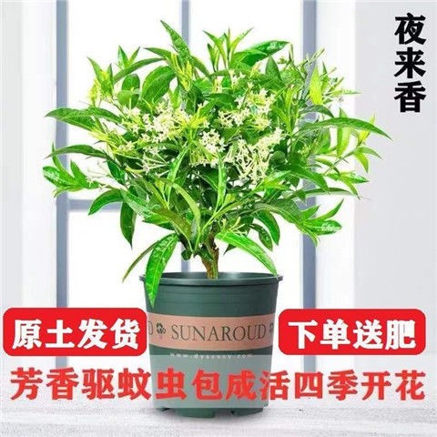 夜来香花树苗夜来香盆栽花卉植物室内驱蚊花苗浓香夜来香四季开花-图2