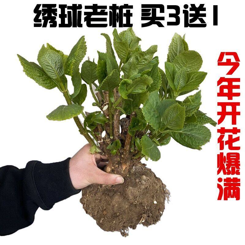 绣球花苗老桩无尽夏盆栽花卉室内花阳台观花庭院植物易活庭院花卉,淘宝优惠券,粉丝福利购,淘宝优惠卷