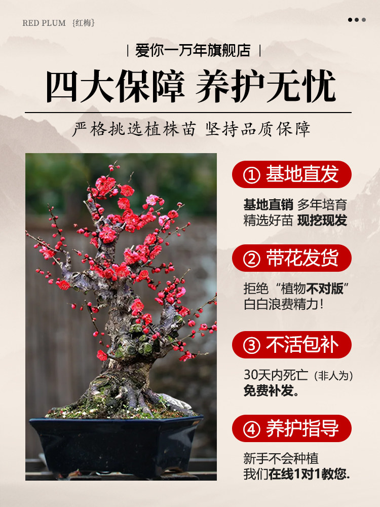 原生红梅花盆栽树苗老桩盆景阳台庭院绿植物浓香花卉耐寒四季腊梅,淘宝优惠券,粉丝福利购,淘宝优惠卷