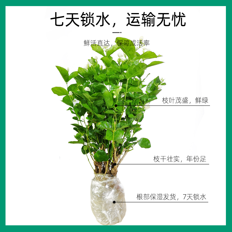 重瓣茉莉花苗室外绿植阳台花卉盆栽四季开花庭院窗台观花植物老桩 - 图1