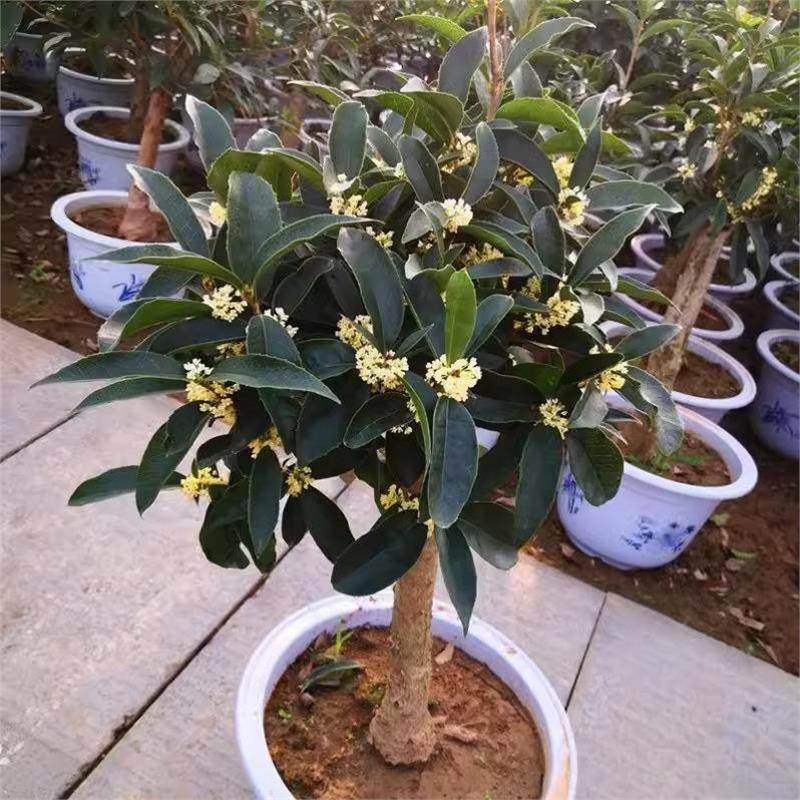 金桂花树苗桂花苗盆栽嫁接苗四季桂室内外浓香型阳台花卉绿植庭院,淘宝优惠券,粉丝福利购,淘宝优惠卷