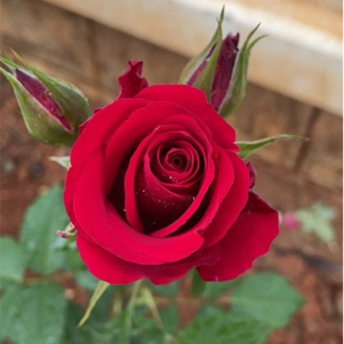 13.8元10棵玫瑰花苗盆栽树苗四季开花花卉植物大花月季花苗扦插苗 - 图3