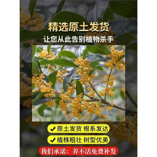 桂花树苗盆栽地栽四季植物矮株原生开花室外好养的花卉浓香型金桂 - 图0