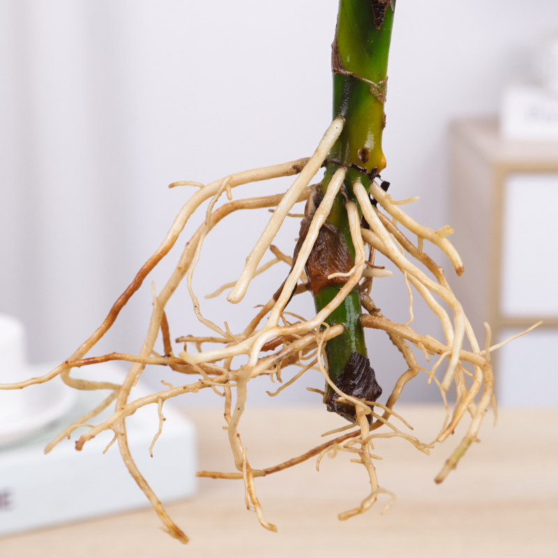 万年青盆栽水培植物室内桌面四季常青绿萝富贵竹好养净化空气植物,淘宝优惠券,粉丝福利购,淘宝优惠卷