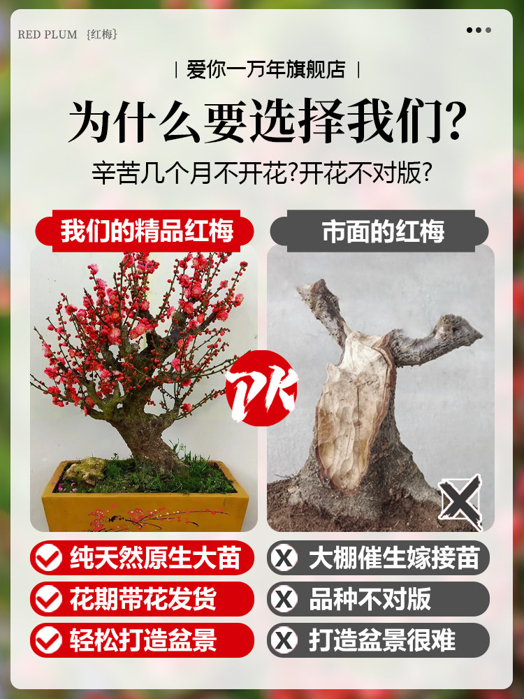 原生红梅花盆栽树苗老桩盆景阳台庭院绿植物浓香花卉耐寒四季腊梅,淘宝优惠券,粉丝福利购,淘宝优惠卷