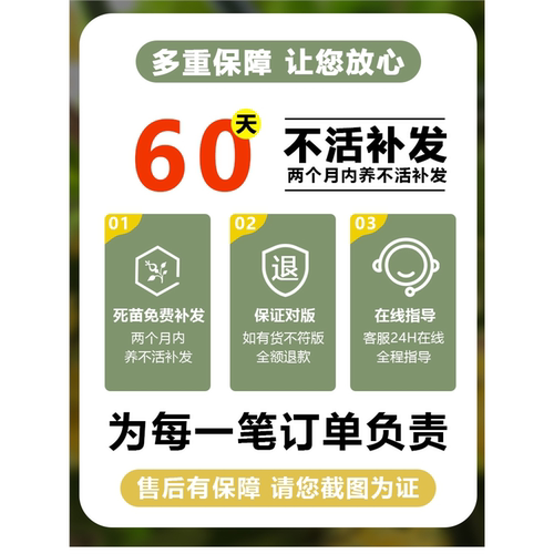 桂花树苗盆栽地栽四季植物矮株原生开花室外好养的花卉浓香型金桂 - 图3