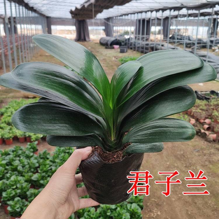 四季君子兰盆栽带花苞老苗大小苗花卉植物室内花绿好植养圆头和尚 - 图1