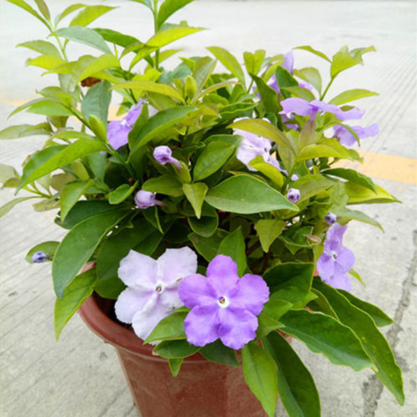 双色茉莉盆栽 白茉莉 鸳鸯茉莉花 阳台庭院室内外盆栽 芳香花卉 - 图1