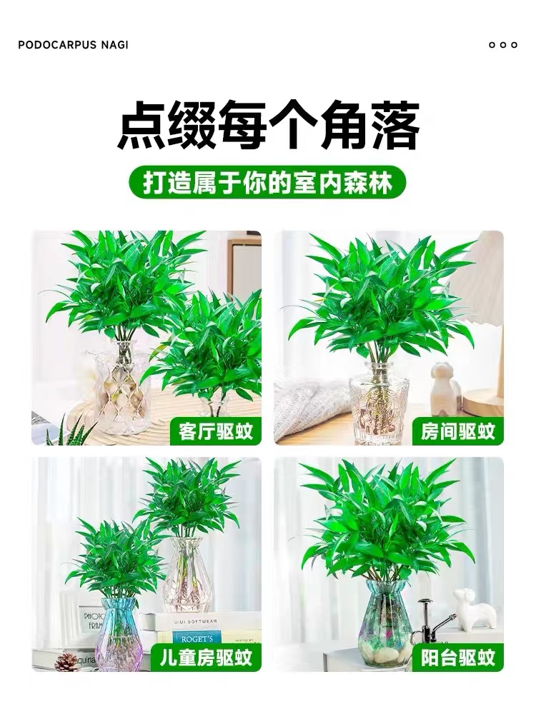 水培驱蚊竹柏植物室内水养绿植花卉盆栽办公室桌面四季常青好养活-图3