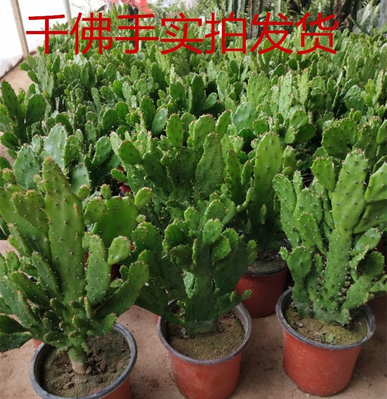 千手观音盆栽植物室内阳台绿植花卉仙人掌类千佛手多肉植物