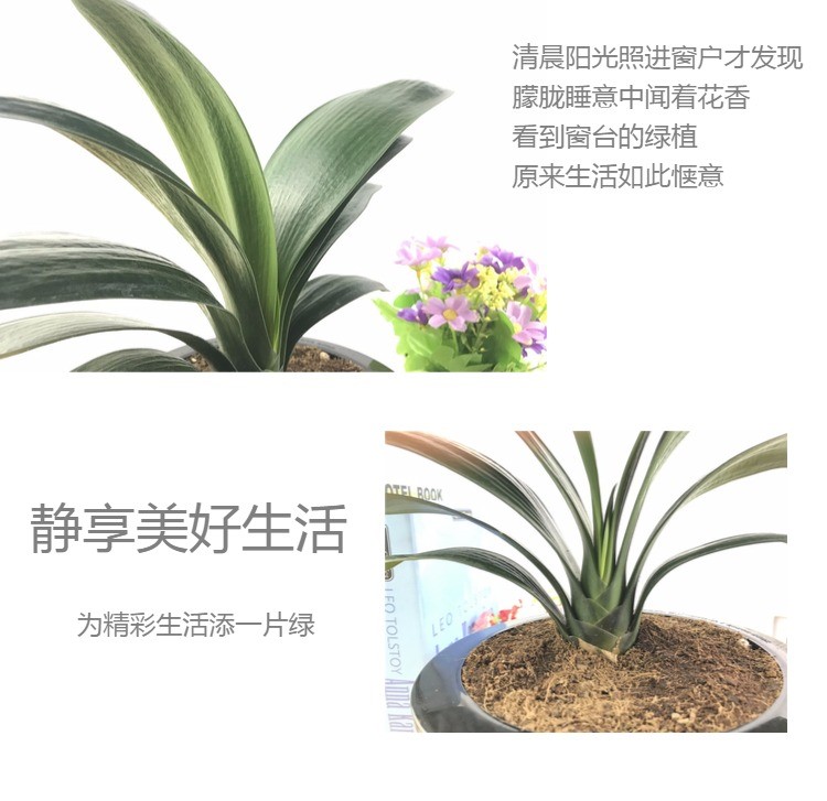 君子兰盆栽圆头和尚精品客厅室内绿植植物花卉带花苞老苗高端鞍山 - 图1