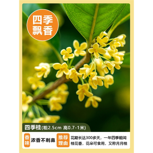 桂花树苗盆栽地栽四季植物矮株原生开花室外好养的花卉浓香型金桂 - 图2