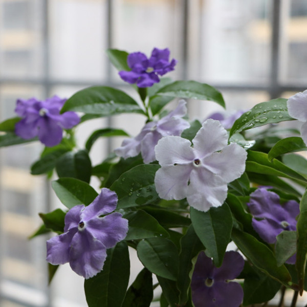双色茉莉盆栽 白茉莉 鸳鸯茉莉花 阳台庭院室内外盆栽 芳香花卉 - 图3