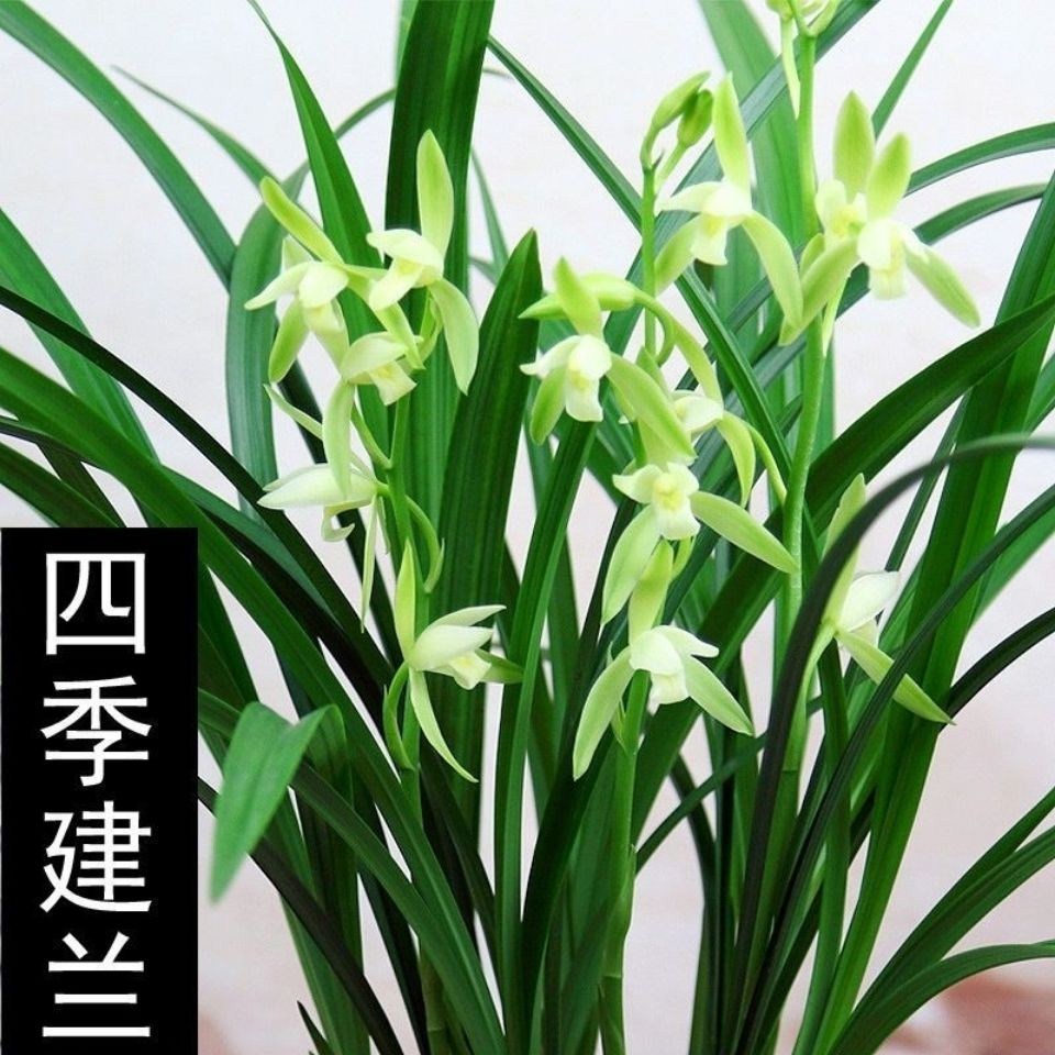 兰花苗带花苞建兰天香素浓香型盆栽观花植物室内四季好养名贵花卉 - 图1