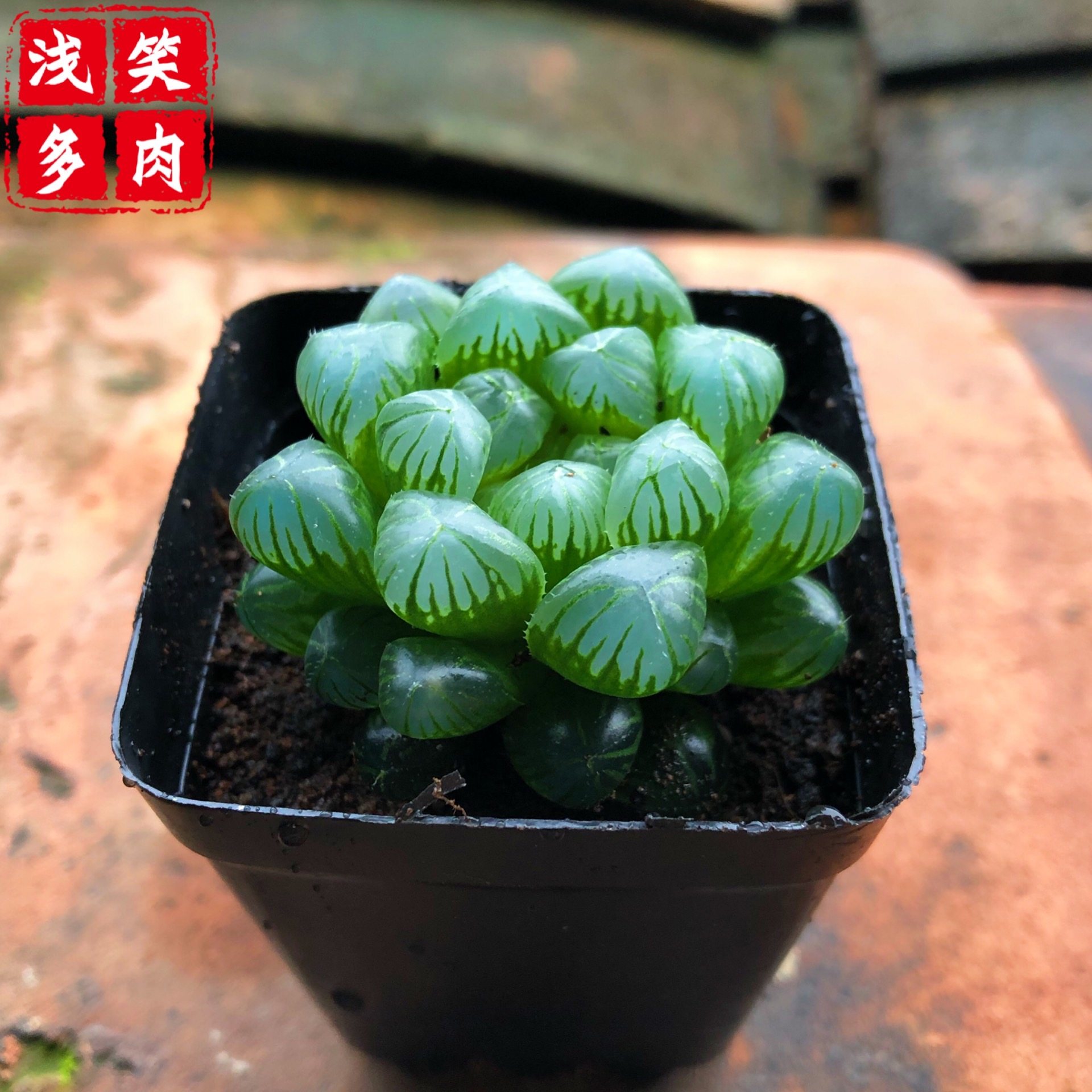 【带盆发货】姬玉露十二卷多肉植物新手好养套餐绿植冰灯玉露,淘宝优惠券,粉丝福利购,淘宝优惠卷