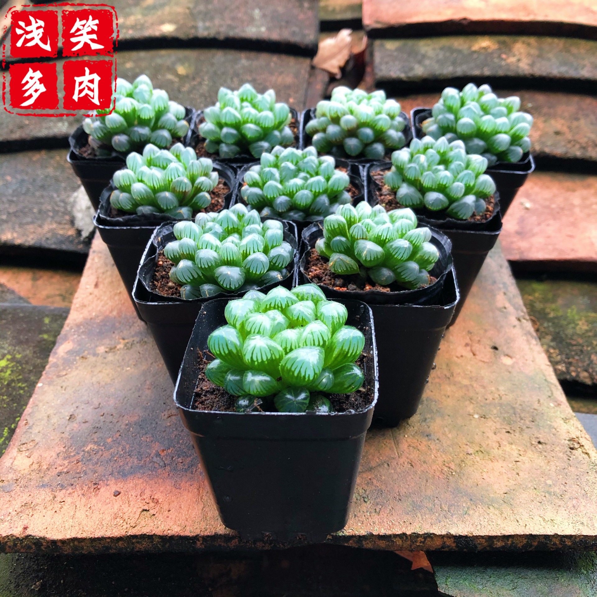 【带盆发货】姬玉露十二卷多肉植物新手好养套餐绿植冰灯玉露,淘宝优惠券,粉丝福利购,淘宝优惠卷