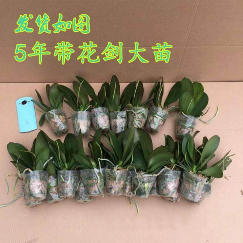 蝴蝶兰盆栽花卉植物室内花水培办公室绿植桌面四季好养大苗带花剑,淘宝优惠券,粉丝福利购,淘宝优惠卷