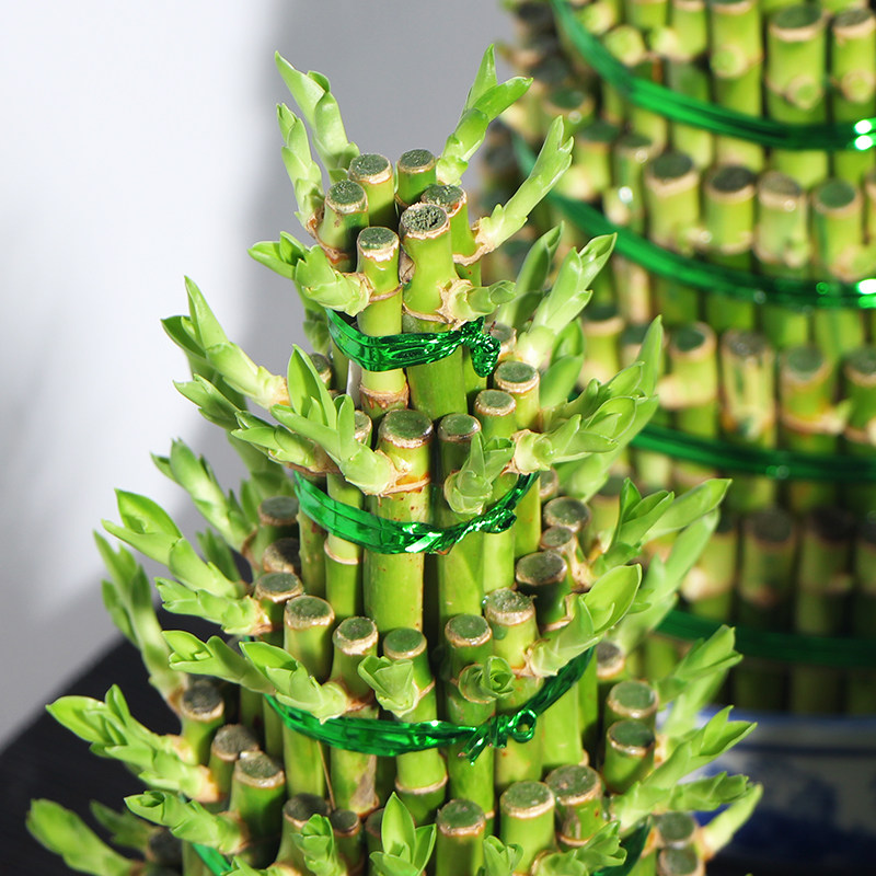 节节高富贵竹塔水培水养绿植盆栽招财转运竹子办公桌开业送礼盆景,淘宝优惠券,粉丝福利购,淘宝优惠卷