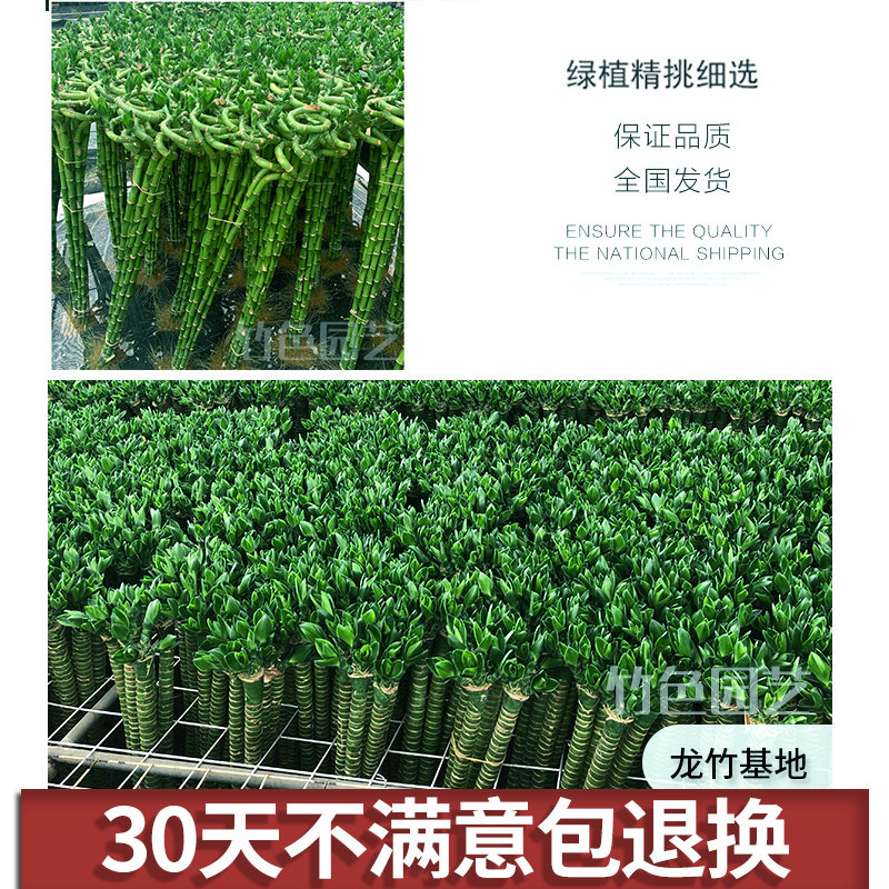 龙竹带根富贵竹植物水养水培粗杆花瓶盆栽专用水竹土养招财节节高,淘宝优惠券,粉丝福利购,淘宝优惠卷
