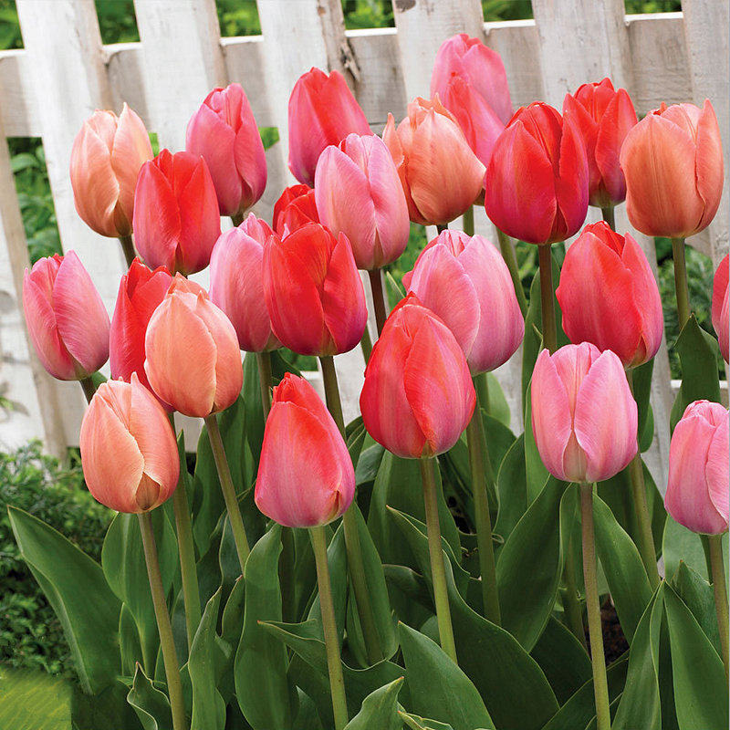 利尤10颗郁金香种球自然球花卉秋冬春耐寒盆栽四季土水培种子花苗,淘宝优惠券,粉丝福利购,淘宝优惠卷