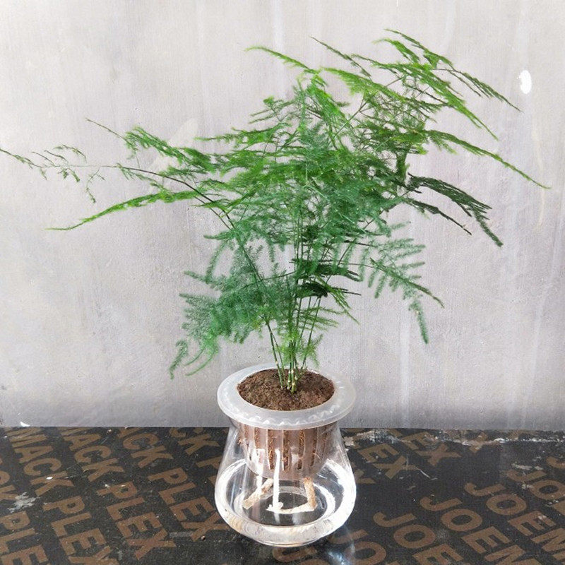 富贵竹观音竹水培植物步步高绿植绿萝盆栽室内水养栀子花卉发财树,淘宝优惠券,粉丝福利购,淘宝优惠卷