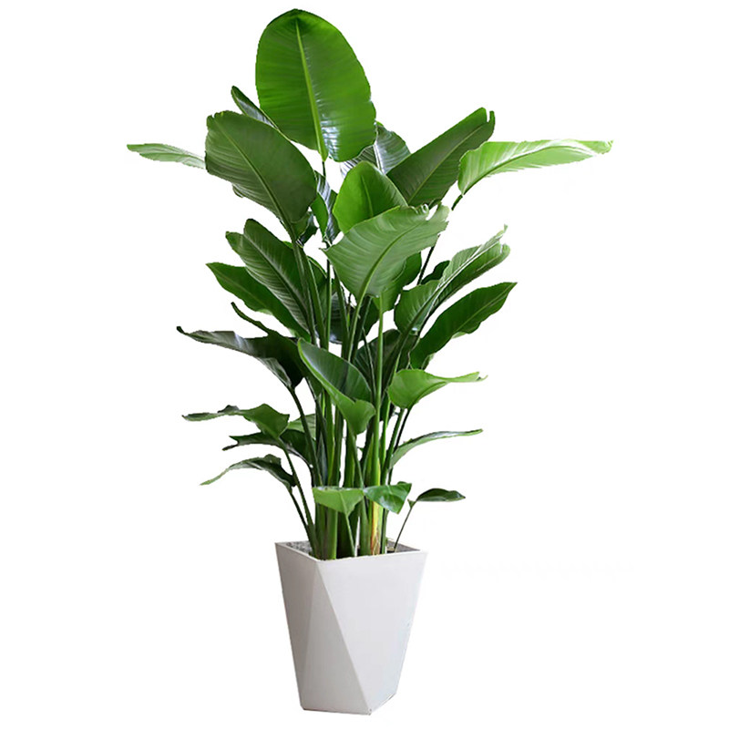 天堂鸟盆栽客厅办公室内好养大型花卉绿植新房家用大叶植物,淘宝优惠券,粉丝福利购,淘宝优惠卷
