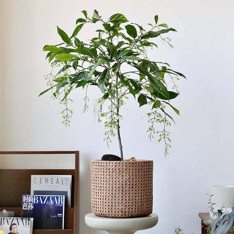 大口径北欧复古编织篮水泥混凝土庭院阳台客厅落地大花盆带托盘,淘宝优惠券,粉丝福利购,淘宝优惠卷