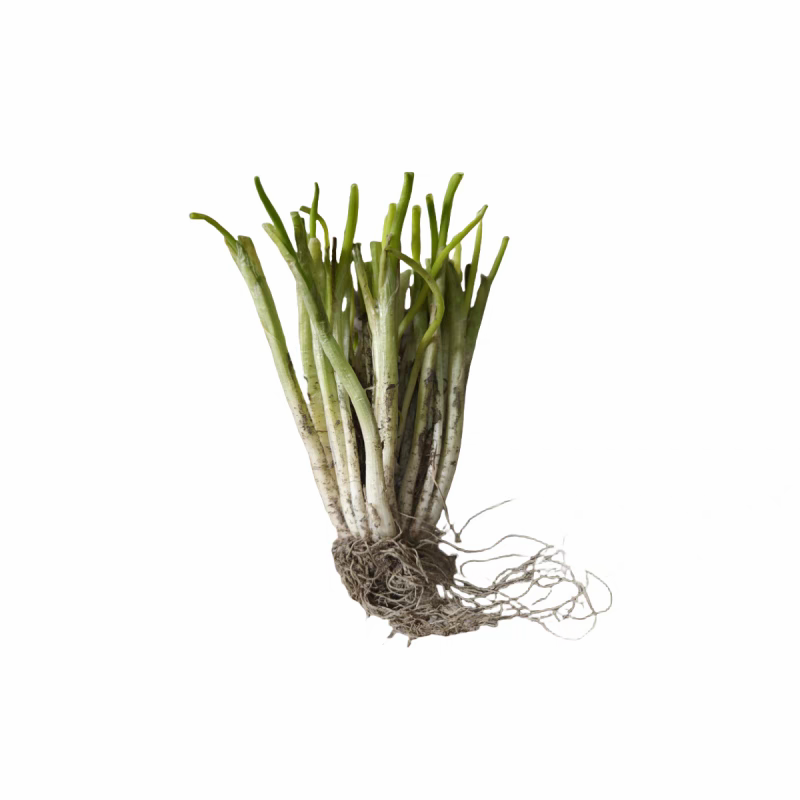 分葱种苗葱葱带根苗带香葱阳台四季根苗盆栽批发农田蔬菜耐寒种植,淘宝优惠券,粉丝福利购,淘宝优惠卷