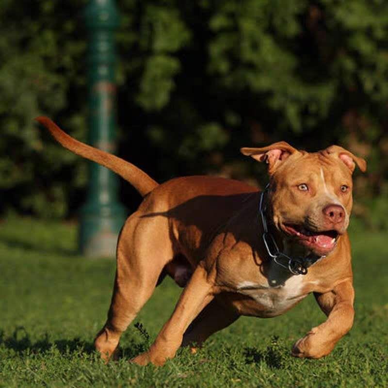 比特犬幼崽活体纯种恶霸双血统巨型斗狗大头板大骨架狩猎看家护院 - 图1