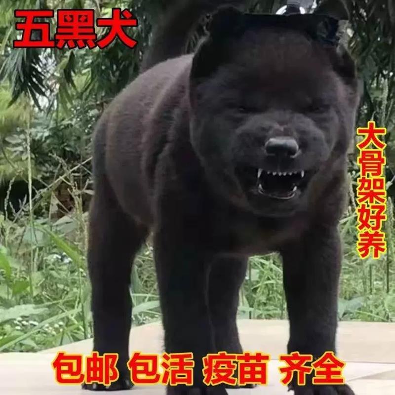 五黑犬中华田园犬虎头虎斑狗土狗赶山犬狩猎犬幼崽活体正宗纯黑狗 - 图1