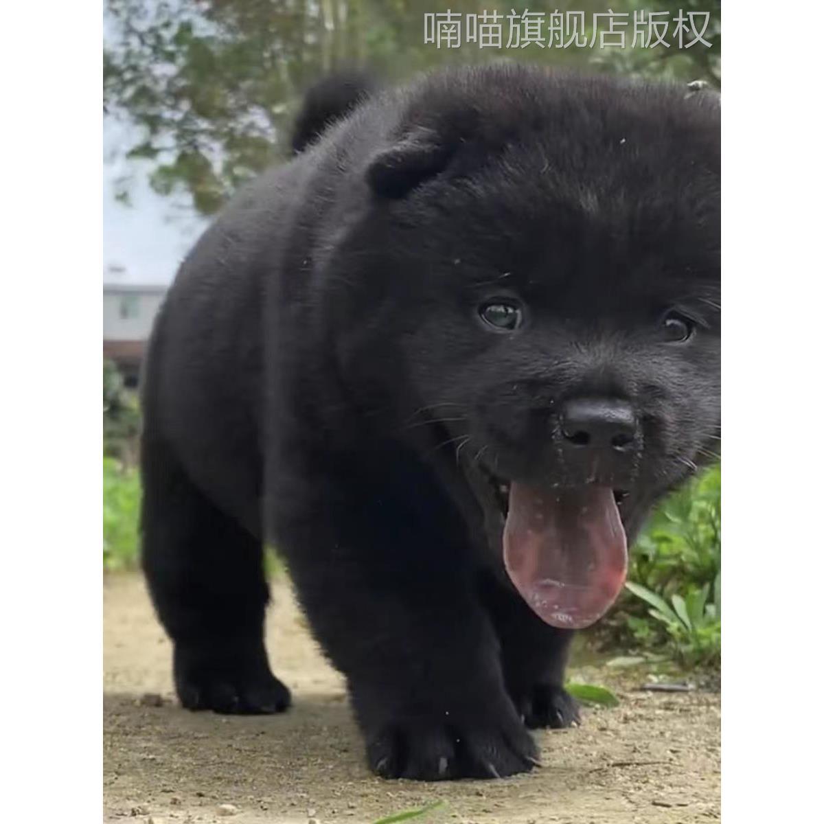 广西虎头五黑犬土猎犬赶山犬看家护院犬小黑狗纯黑中华田园犬活体 - 图3