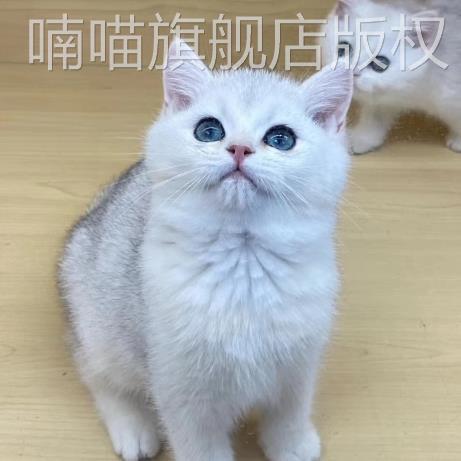 猫咪活物布偶橘猫家养幼崽英短金银渐层美短猫猫小猫宠物幼猫蓝猫-图0