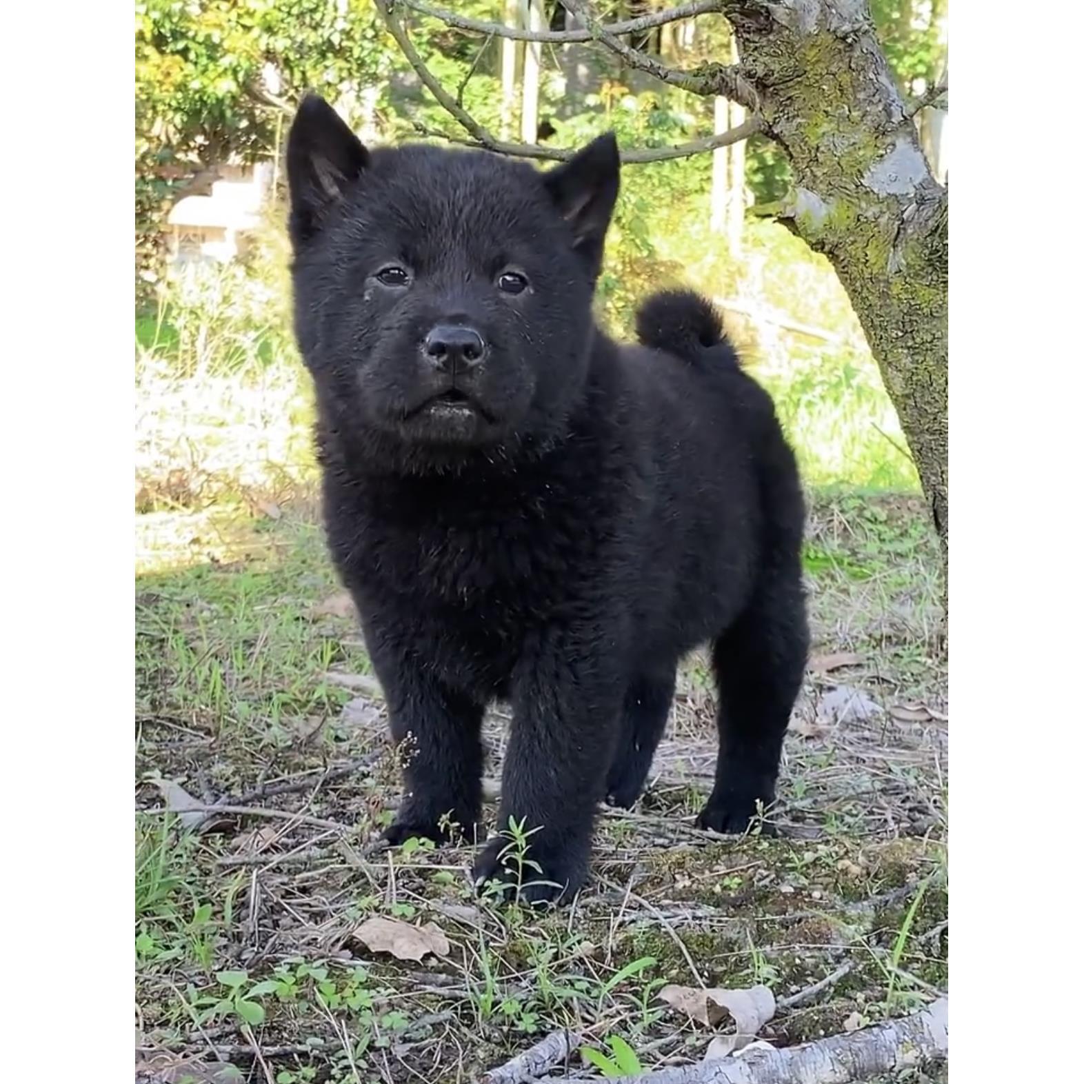 广西五黑犬活体广西田园犬土猎犬赶山犬活体纯黑色看家护院虎头犬-图0