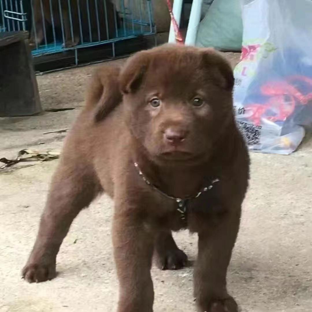 五黑犬广西土猎犬中华田园犬活体看家护院犬忠诚护主幼犬混血黑狗 - 图0