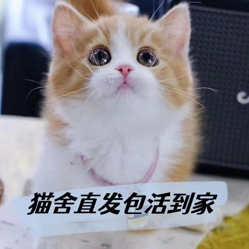 橘白猫狸猫橘猫白狸猫白猫幼崽小奶猫小猫真猫土猫田园猫小猫活物-图1