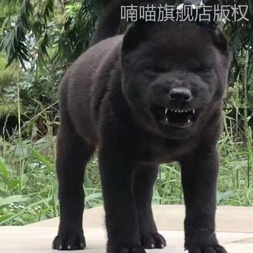 五黑犬广西土猎犬中华田园犬土狗虎头虎斑狗看家狗幼崽活物看门狗 - 图3