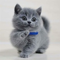 Pure breed blue cat young cat living English short blue and white cat cub with short foot folded ears UK short hairy cat pet kitty living things