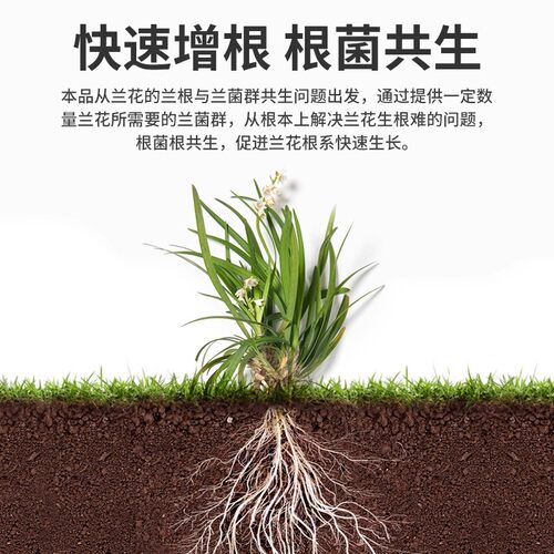 兰灵王专用营养液保花促花菌根共生蝴蝶兰君子兰肥料浓缩微生物菌 - 图2