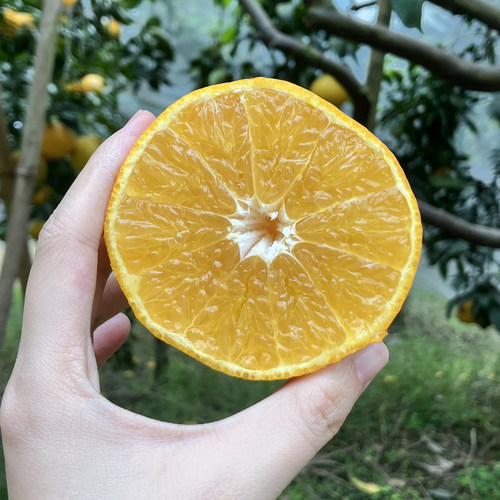 四川眉山 爱媛果冻橙 Q弹顺滑 细嫩化渣 新鲜水果 东来副食店 - 图3