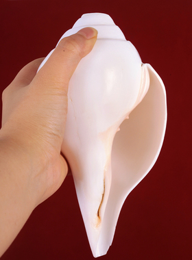 尼泊尔产白海螺家用摆件