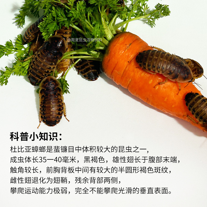 杜比亚蟑螂 昆虫 爬宠 活饵 饲料 - 图1