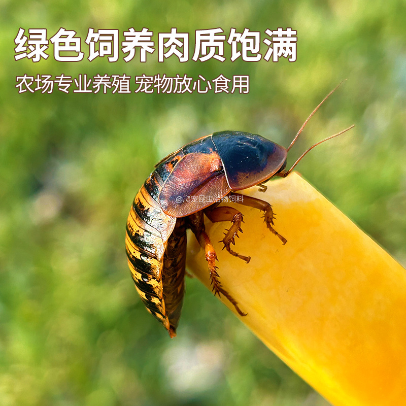 杜比亚蟑螂 昆虫 爬宠 活饵 饲料 - 图2
