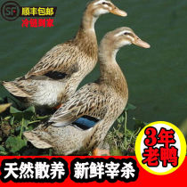 Zhengzong Aged Ducks Whole Duck Fresh Earth Duck Three-Year-Old Duck Farm Loose Water Duck Sparkling Duck Meat Now Kills Fresh