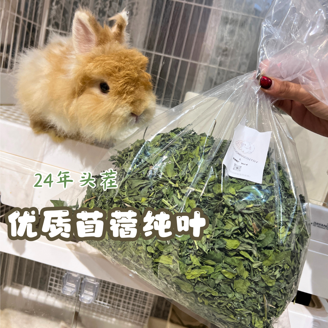 苜蓿纯叶无杆烘干紫花苜蓿兔兔营养草幼兔发腮常备兔子干草牧草 - 图3